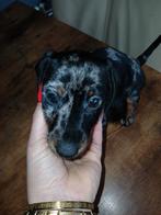 Teckel  puppy  een  reu 8 week, Animaux & Accessoires, Chiens | Teckels & Bassets, Un chien, Belgique, 8 à 15 semaines, Éleveur | Loisir