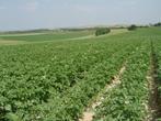 terres à louer pommes de terre, Articles professionnels, 5 à 20 ha, Enlèvement ou Envoi, Sol à cultiver