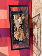 Diorama chinois, Enlèvement ou Envoi