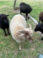 Ouessant schaapjes te koop, Dieren en Toebehoren, Meerdere dieren, Schaap