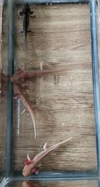 Baby axolotls te koop, Animaux & Accessoires, Poissons | Poissons d'aquarium, Poisson d'eau douce, Autres types