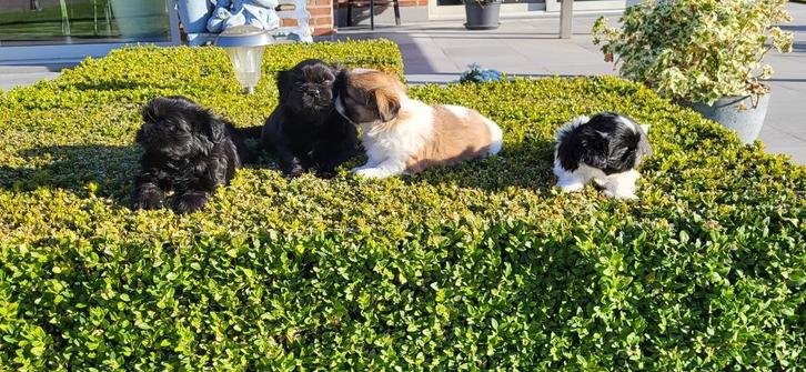 Shih Tzu pups, Dieren en Toebehoren, Honden | Chihuahua's en Gezelschapshonden, Meerdere dieren, Chihuahua, Fokker | Professioneel