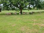Begrazing  ( weides)  gezocht, Dieren en Toebehoren, Stalling en Weidegang