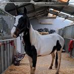 D pony, Dieren en Toebehoren, B, 3 tot 6 jaar, Recreatiepony, D pony (1.37m tot 1.48m)