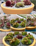 prachtige schalen met Sempervivum, Ophalen
