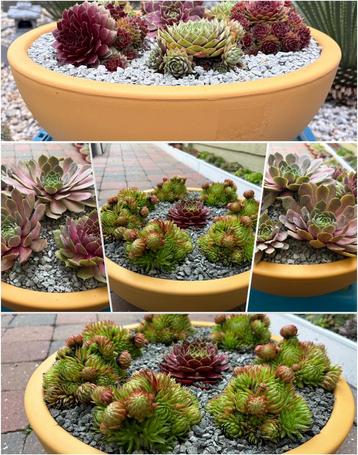 prachtige schalen met Sempervivum  beschikbaar voor biedingen