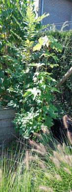 Gratis, Tuin en Terras, Ophalen, Esdoorn