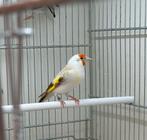 Chardonneret, Animaux & Accessoires