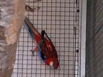 Rosella opaline rood met dna, Meerdere dieren, Parkiet, Geringd