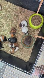 Cavia's verkrijgbaar. Verschillende kleuren, Dieren en Toebehoren, Knaagdieren, Februari, Meerdere dieren, Cavia