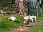 Ganzen, Dieren en Toebehoren, Geslacht onbekend