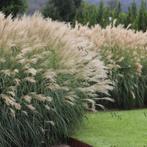 Miscanthus sinensis Gracillimus, Enlèvement, Plante fixe