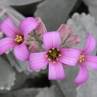Kalanchoe pumila stekjes beschikbaar voor biedingen
