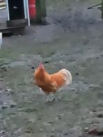 Haan van begin van de lente 2025., Dieren en Toebehoren, Pluimvee, Mannelijk, Kip