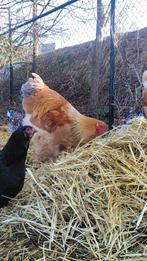 Brahma haan, Dieren en Toebehoren, Pluimvee, Mannelijk, Kip