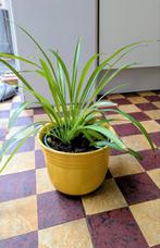 kamerplant met gele cachepot, Ophalen