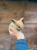 Hangoor dwerg konijntje, Dieren en Toebehoren, Konijnen, Dwerg, Hangoor