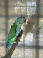 1-0 turquoise split opaline witkopwitstaart 2023 man, Dieren en Toebehoren, Vogels | Parkieten en Papegaaien