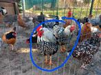 Raszuivere wyandotte hanen, Dieren en Toebehoren, Pluimvee, Mannelijk, Kip