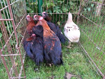 Jonge haantjes olijf en marans disponible aux enchères