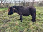 Toffe shetlander, Dieren en Toebehoren, Hengst