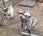 Dwergeitjes, Dieren en Toebehoren, Geit, 0 tot 2 jaar