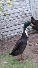 Loopeend, Dieren en Toebehoren