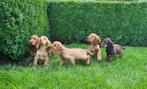 engelse cocker pups, België, CDV (hondenziekte), 8 tot 15 weken, Meerdere