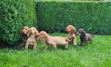 engelse cocker pups beschikbaar voor biedingen