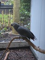 Grijze roodstaart man natuurbroed!, Dieren en Toebehoren, Geringd