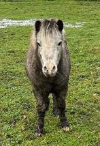 Shetlander op zoek naar nieuwe thuis, Dieren en Toebehoren, Gechipt, 11 jaar of ouder, Recreatiepony, Zadelmak