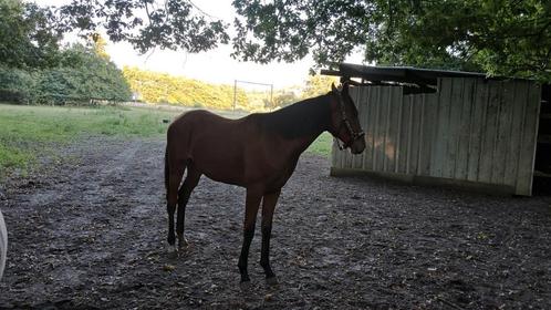 Dressuur jaarling, Dieren en Toebehoren, Paarden