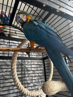 Ara, Dieren en Toebehoren, Papegaai, Pratend