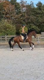 Knappe 3 jarige merrie (Zoom In x Fürstenball) VIDEO, Dieren en Toebehoren, Paarden, Merrie