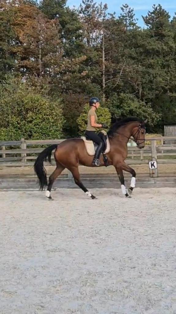 Knappe 3 jarige merrie (Zoom In x Fürstenball) VIDEO, Dieren en Toebehoren, Paarden, Merrie