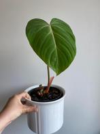 Philodendron gloriosum, Huis en Inrichting, Kamerplanten, Ophalen of Verzenden