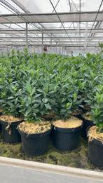 Euonymus japonicus 'Himalaya'. Hagen en sierheesters