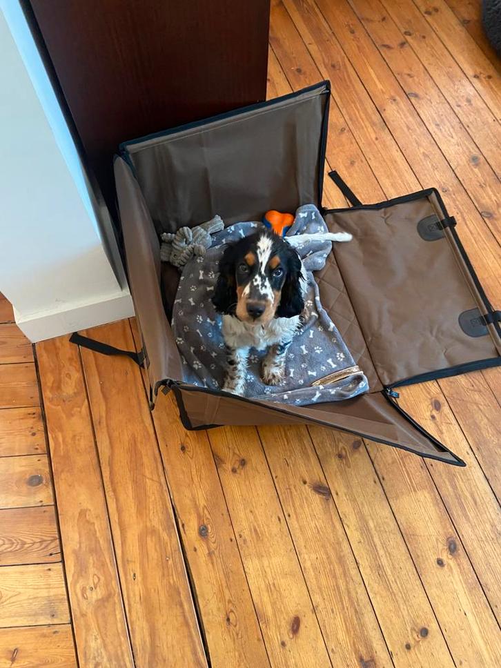 Siège auto pour chien, Animaux & Accessoires, Caisses pour chiens, Comme neuf, Enlèvement