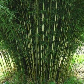 Bamboe in soorten beschikbaar voor biedingen