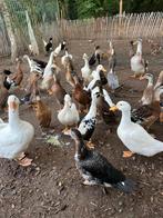 Indische loopeend koppels, Dieren en Toebehoren, Meerdere dieren, Eend