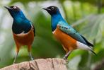 Driekleur glansspreeuw, Dieren en Toebehoren, Vogels | Overige Vogels, Vrouwelijk, Tropenvogel
