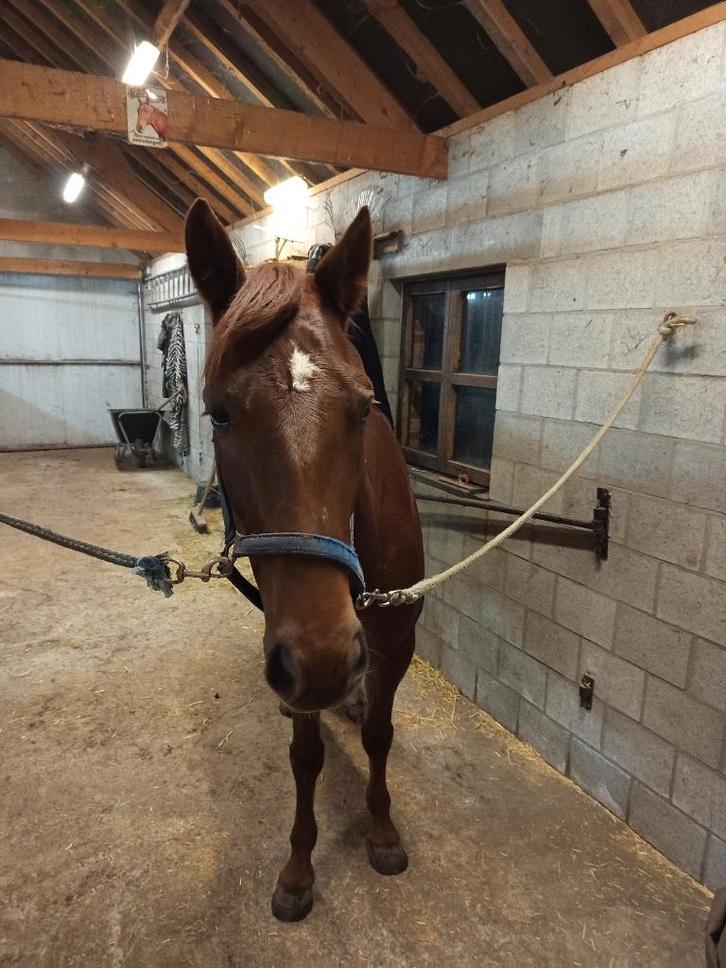 Recreatie paard, Animaux & Accessoires, Chevaux, Hongre, Ne s'applique pas, Moins de 160 cm, 3 à 6 ans, Cheval de récréation