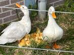 Eenden, Dieren en Toebehoren, Pluimvee