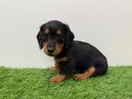 Nestje Dwergteckel pups, België, CDV (hondenziekte), 8 tot 15 weken, Dwerg