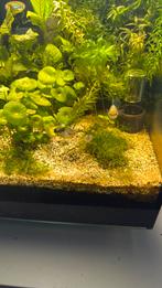 Guppy’s, Dieren en Toebehoren, Ophalen, Zo goed als nieuw