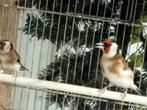 Chardonneret, Animaux & Accessoires, Oiseaux | Oiseaux Autre, Mâle