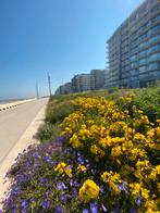 Frontaal zeezicht Westende ( Middelkerke), Vakantie