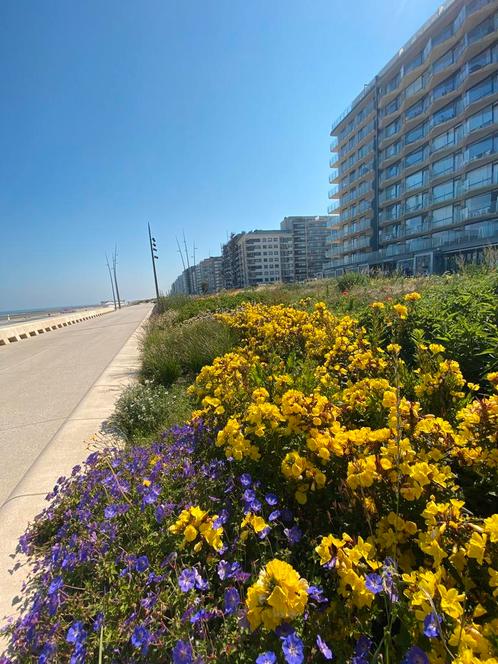 Frontaal zeezicht Westende ( Middelkerke), Vakantie, Vakantie | Senioren