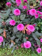 Mooie Dahlia knollen, Tuin en Terras, Planten | Tuinplanten, Ophalen