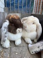 Koppeltje te koop Fransehangoren, Meerdere dieren, Groot, Hangoor, 0 tot 2 jaar